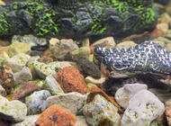 Grajewo ogłoszenia: Oddam glonojady za ptasie mleczko. 1 duży, 4 małe. Proszę... - zdjęcie